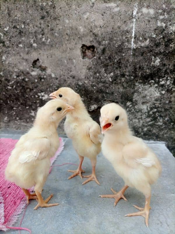 Heera Aseel Chicks For Sale 1