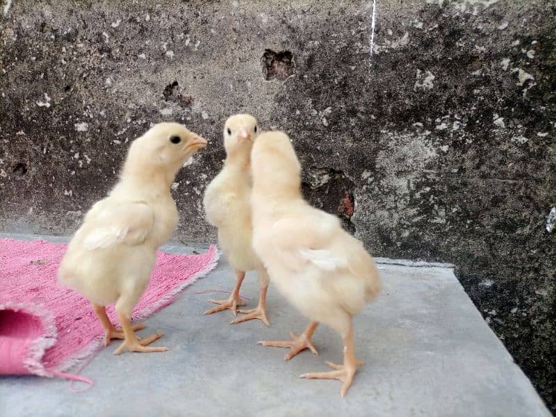 Heera Aseel Chicks For Sale 2