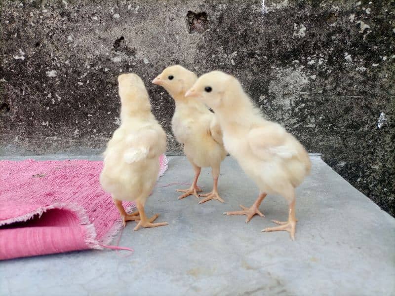 Heera Aseel Chicks For Sale 3