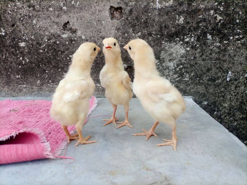 Heera Aseel Chicks For Sale 4