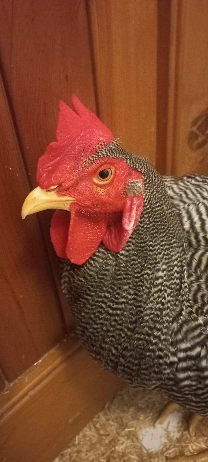 6 months old Plymouth Rock Rooster 0