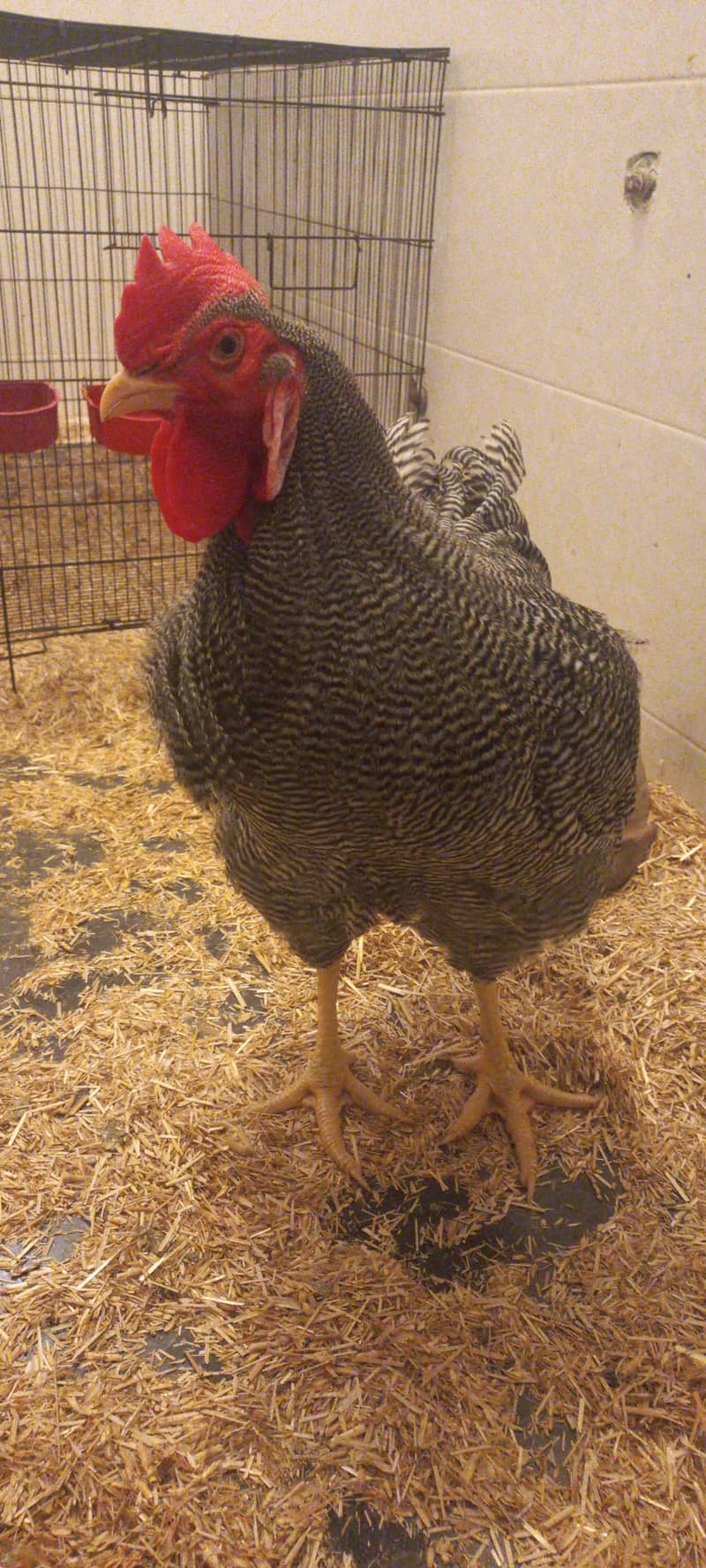 6 months old Plymouth Rock Rooster 1