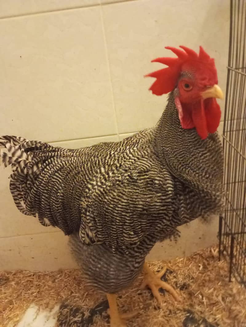 6 months old Plymouth Rock Rooster 2