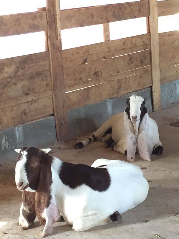 Bakra for sale 3