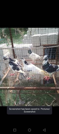 pigeon for sale whatsapp all detail 03379396173