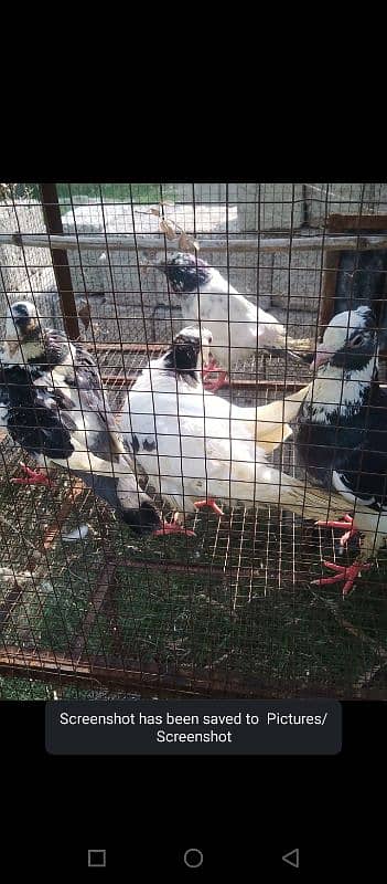 pigeon for sale whatsapp all detail 03379396173 1