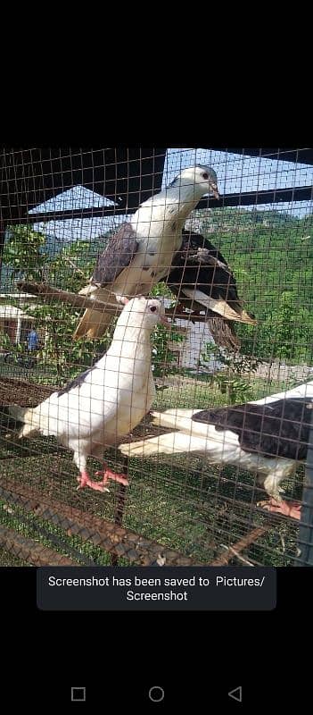 pigeon for sale whatsapp all detail 03379396173 2