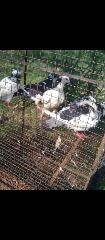 pigeon for sale whatsapp all detail 03379396173 3