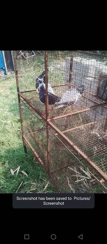 pigeon for sale whatsapp all detail 03379396173 5