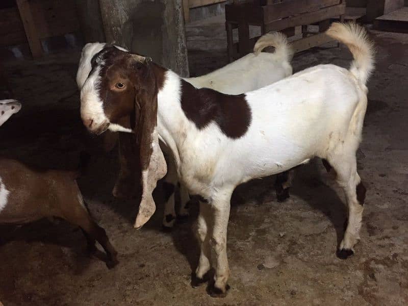 Bakra for sale 3