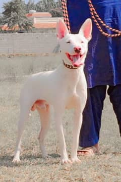 kohati gultair male age 8 month for sale