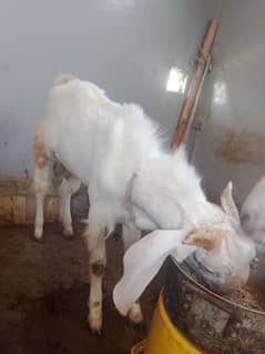 Bakra Gulabi 7 month age normal height hai