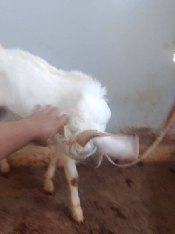 Bakra Gulabi 7 month age normal height hai 2