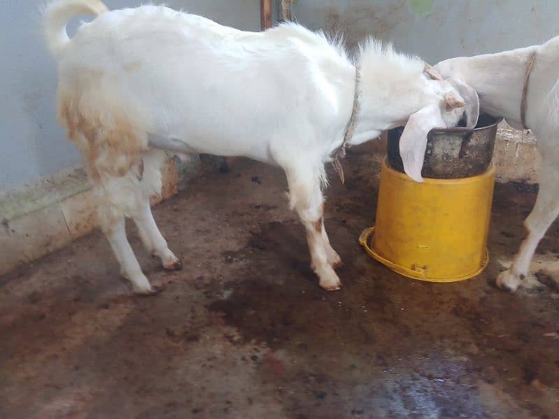 Bakra Gulabi 7 month age normal height hai 6