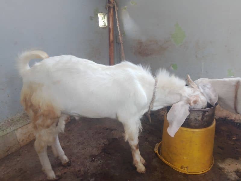 Bakra Gulabi 7 month age normal height hai 7