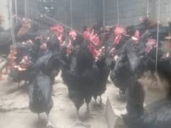 Australorp Egg Laying Hens