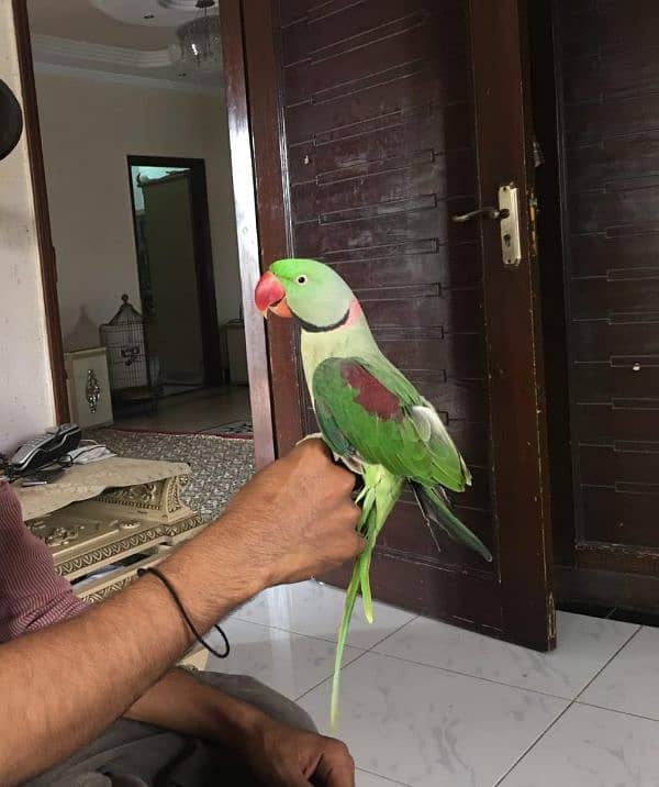 Indian ringneck parrot 0