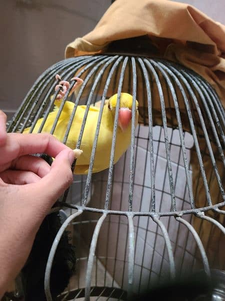 Yellow Ringneck age 10 months active parrot 0