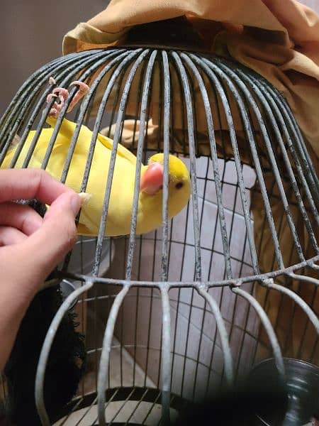 Yellow Ringneck age 10 months active parrot 2