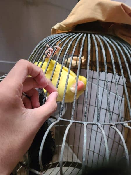 Yellow Ringneck age 10 months active parrot 5