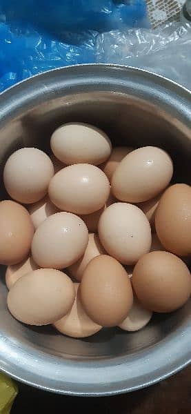 Desi eggs or desi murghy rooster 0