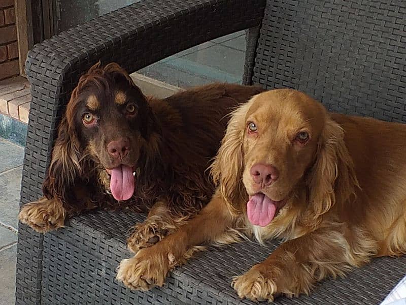 British Cocker Spaniels Pair (8th Nov, 2022 born) 5