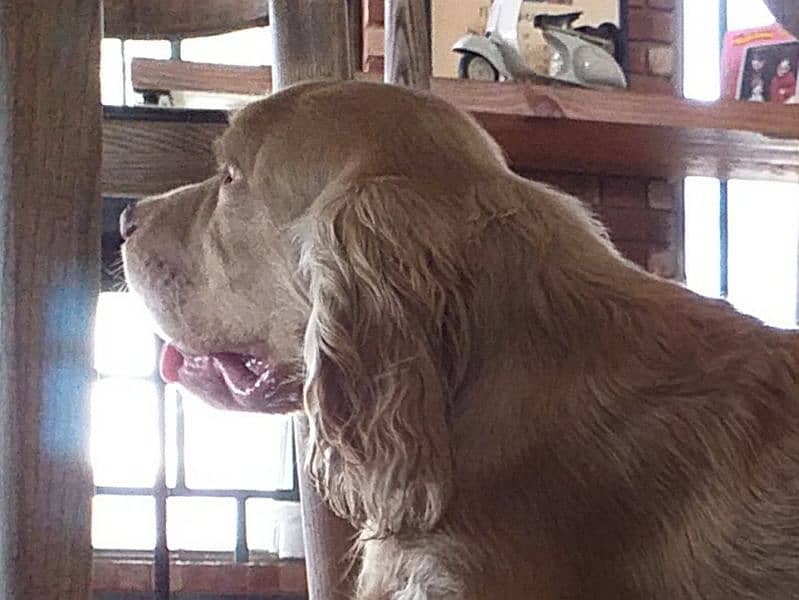 British Cocker Spaniels Pair (8th Nov, 2022 born) 8