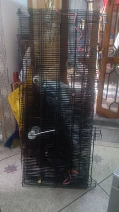 iron cage bird's cags h