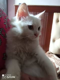 white Persian cat 0