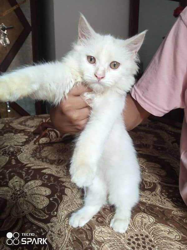 white Persian cat 2