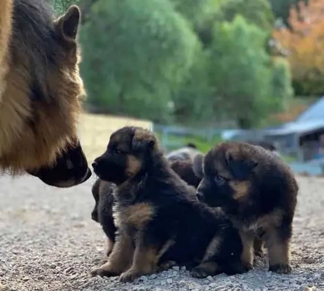 German shepherd puppies for sale / puppy / GSD pup / german shepherd 0