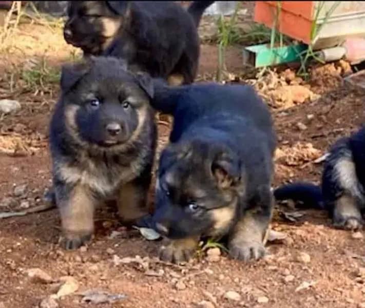 German shepherd puppies for sale / puppy / GSD pup / german shepherd 2