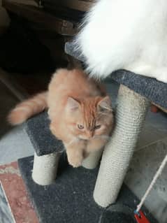 Persian Cat pair 3 month old