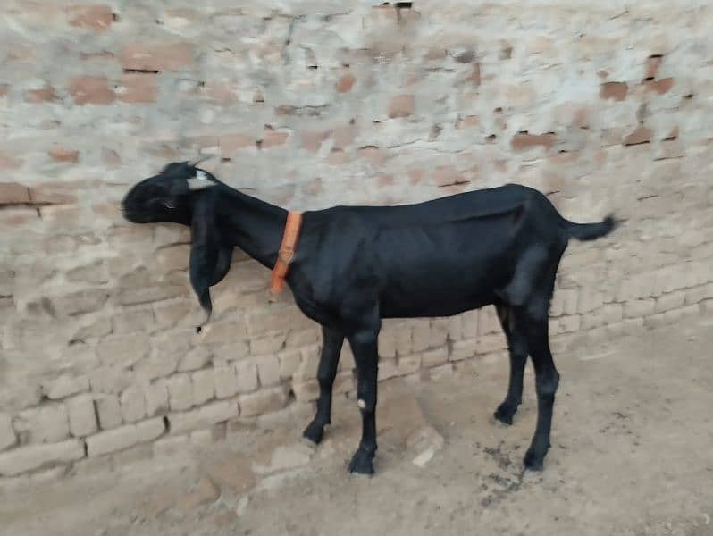 pure betal goats for sale 1