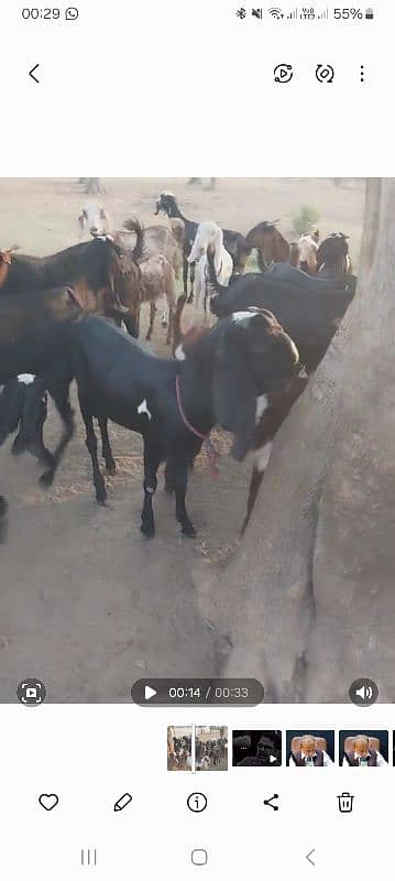 pure betal goats for sale 4