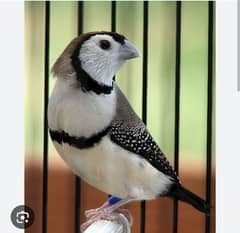 silver Diamond fire tail finch Owl finch and Star finch Shaiftail