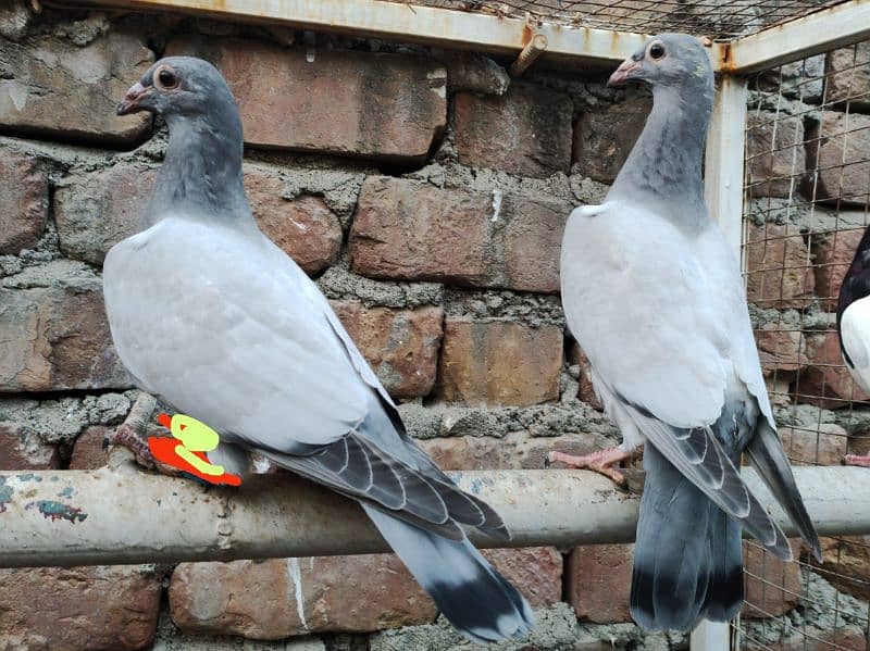 Pigeons | Swello | Setinet | Breeder Pigeons | chicks | کبوتر 12