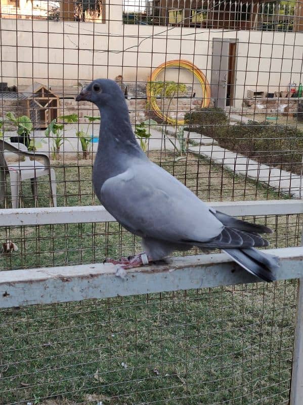 Pigeons | Swello | Setinet | Breeder Pigeons | chicks | کبوتر 13