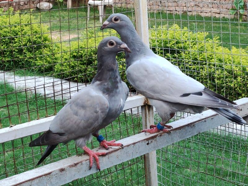 Pigeons | Swello | Setinet | Breeder Pigeons | chicks | کبوتر 14