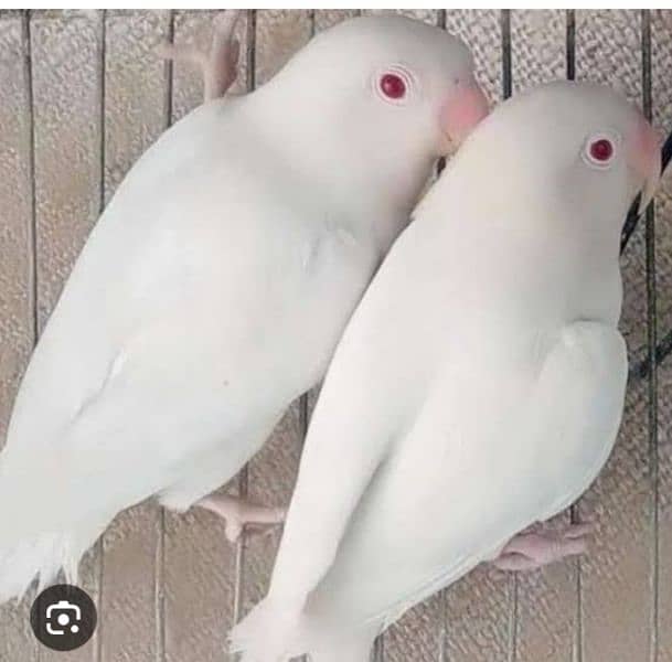 albino red eyes breeder pair. 03015314498 0