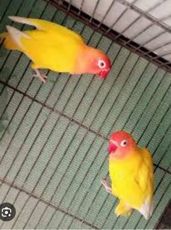 albino red eyes breeder pair. 03015314498 1