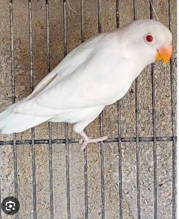 albino red eyes breeder pair. 03015314498 2