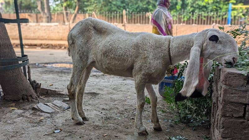 Kajli Female  1 year old ready to Breed 1