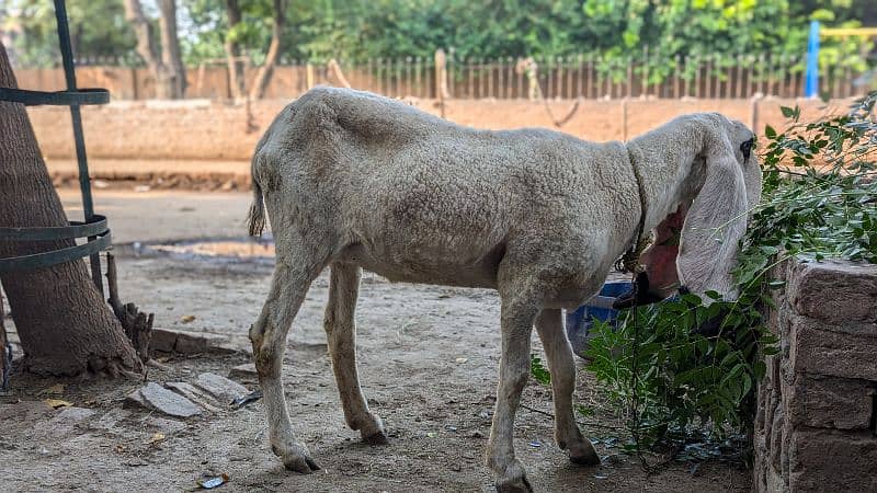 Kajli Female  1 year old ready to Breed 2