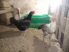 2 australop female . one male . 1 misri madi