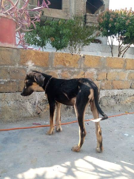 doberman puppy name TOGO 2