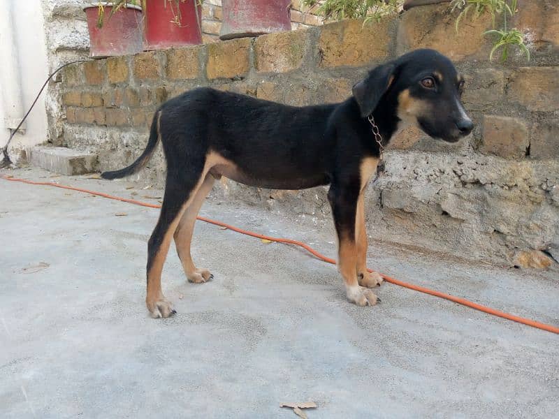 doberman puppy name TOGO 8