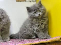 Persian cat / Persian kittens / triple coated / punch face/ peki face