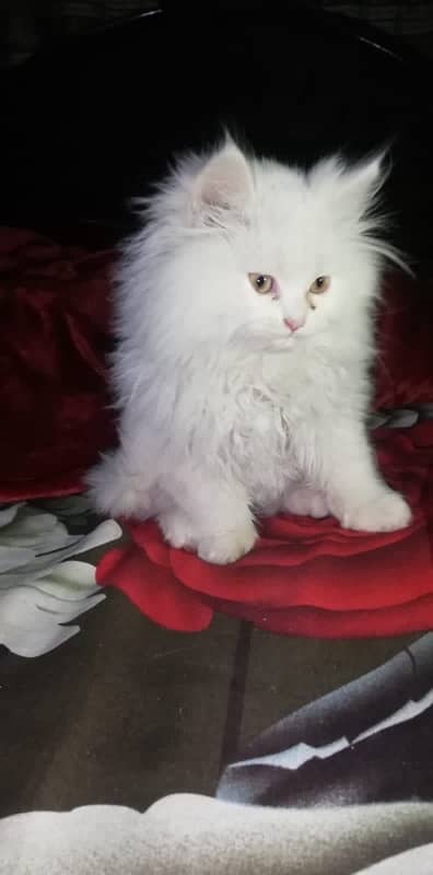 Persian cat / Persian kittens / triple coated / punch face/ peki face 1