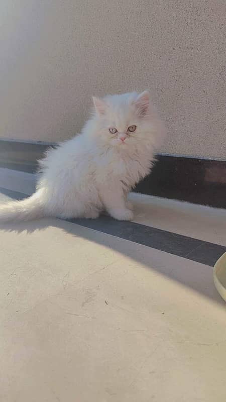 Persian cat / Persian kittens / triple coated / punch face/ peki face 2